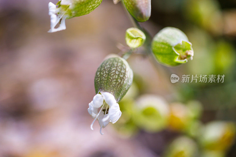 膀胱炎(silene vulgaris)